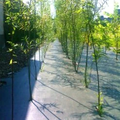 3 Ft. X 50 Ft. Premium Weed Barrier Fabric Heavy-Duty, Weed Barrier Landscape Fabric -Patio Furniture Shop vevor landscape fabric fcb 0 9m15 2m 5ozv0 76 1000