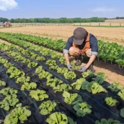 13 Ft. X 60 Ft. Premium Heavy-Duty Weed Barrier Landscape Fabric 5 Oz. Woven Geotextile Fabric Under High Permeability 17 13 Ft. X 60 Ft. Premium Heavy-Duty Weed Barrier Landscape Fabric 5 Oz. Woven Geotextile Fabric Under High Permeability -Patio Furniture Shop vevor landscape fabric jbxbz1360ft5sw4vvv0 31 1000